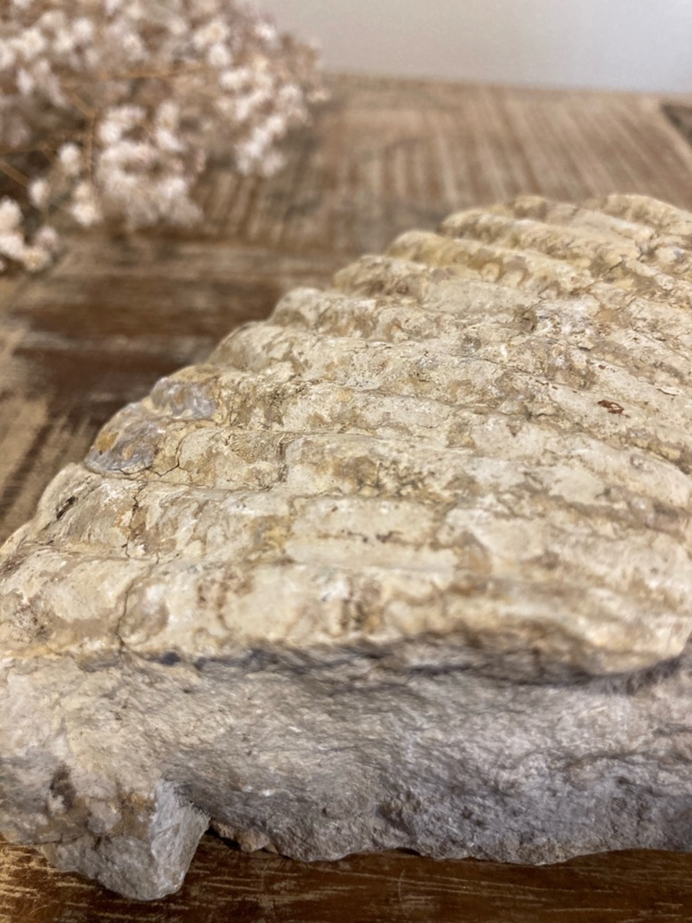 Fossilized Shell Chunk Stone Decor - Picture 11 of 11